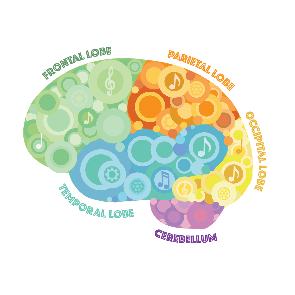 Illustration of the human brain. How music and movement affect all areas of the brain and boost development.